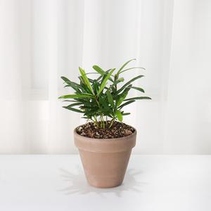 나한송 돈나무 중국소나무 공기정화식물