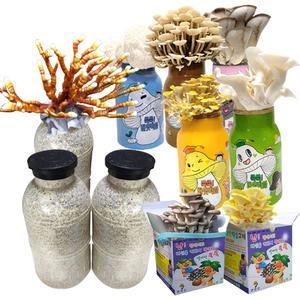 칡느타리 종균 버섯키우기 쑥쑥버섯키트 농각영지 노루궁뎅이