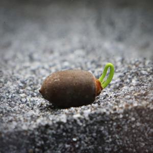 발아 연꽃 씨앗 1개