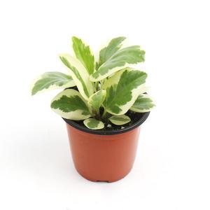 갑조네 칼라페페(소품)