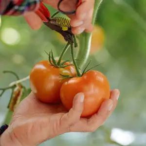 [수토마켓] GAP 완숙찰토마토 대과 5kg