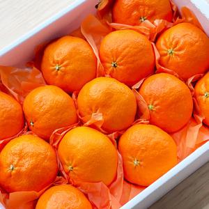 레드향[가정용] 5kg