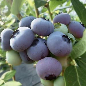 왕블루베리나무 묘목 1.5년생 포트묘