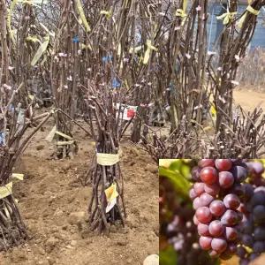 포도나무 묘목 (거봉) 삽목1년생 특묘 거봉묘목 포도모종