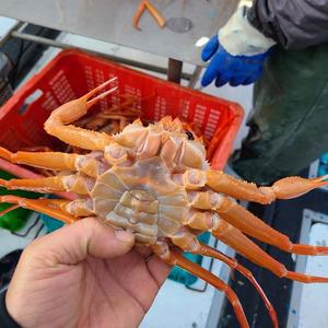 구룡포 붉은대게 자숙 프리미엄 연지 홍게3kg 수율80퍼이내