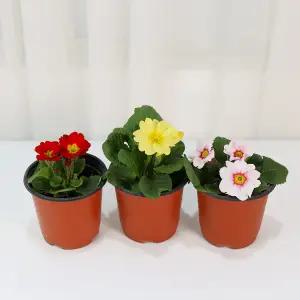 갑조네 쥬리안 프리뮬러(랜덤)(소품) 인테리어 꽃모종 앵초꽃 겨울꽃