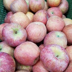 부사사과 못난이사과 청송사과 문경사과 부사 사과 가정용 특대과 10kg 경북사과 흠집사과