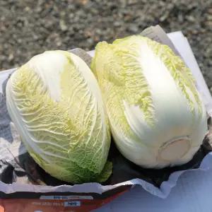 제철 영양 가득 노란 속이 꽉찬 알배추 B등급 12포기