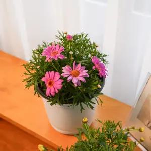 갑조네 목마가렛(랜덤)(중품)