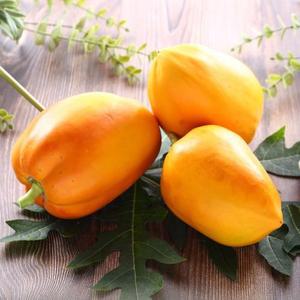 [다농이네]당도선별 국내산 스위탄 파파야 1.5kg (1-3과)