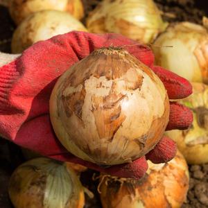 [대한민국농수산] 국내산 특품 햇양파 백색양파(중) 3kg