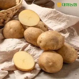 (특등급) 대화농협 강원감자 5kg (개당 80~100g)