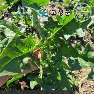 [공룡나라][경남고성] 정순이네 달고 신선한 고성 시금치 1kg