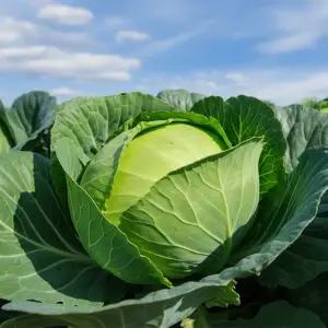 [프레시서산아그로]국내산 신선 양배추 2kg