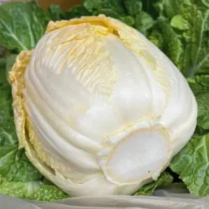 국내산 진도 베타카로틴 쌈배추 알배추 건강한 제철채소 12통