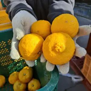 [산지출발] 고흥 햇유자 생과, 새콤달콤 고흥유자