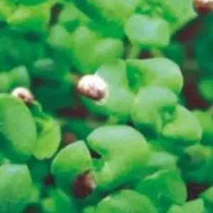 새싹채소씨앗 새싹전용 들깨종자 새싹채소키우기 들깨새싹재배 (WFJ7CW8)