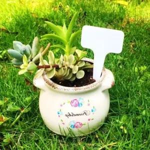 식물 이름표 화이트 T자형 정원 네임텍 화분 식물용 표지 (WFK9W4L)