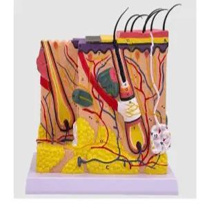 피부 구조 조직 피부과 확대 3차원 모낭 모형 모발