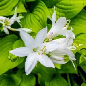 옥잠화씨앗키우기 키우기 야생화종자판매 꽃씨 꽃씨재배 (WFKBY3T)