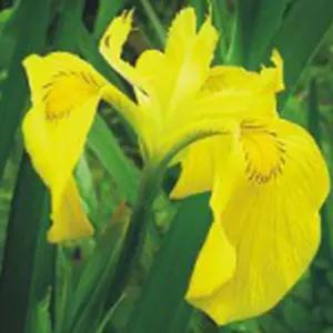 노랑꽃창포정원씨앗 정원용꽃씨 200립 야생화 정원 (WFKBY57)