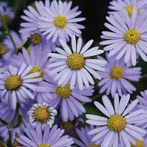 야생화종자 꽃씨 정원꽃씨 야생화500립 쑥부쟁이야생화씨앗 (WFKBY4Y)