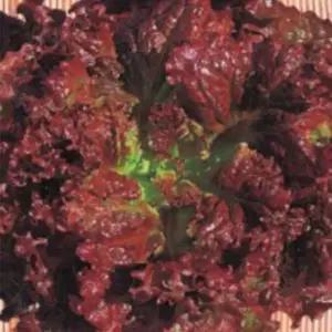 쌈채소씨앗 꽃상추재배씨앗 상추씨앗400g 꽃상추씨앗 상추종자 (WFKBY6E)