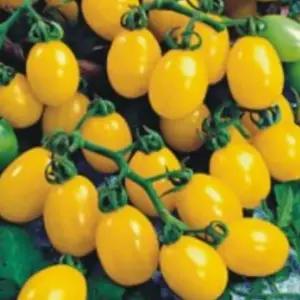 화분용 노랑대추방울토마토 과일토마토씨앗 화분용방울토마토 (WFKBY65)