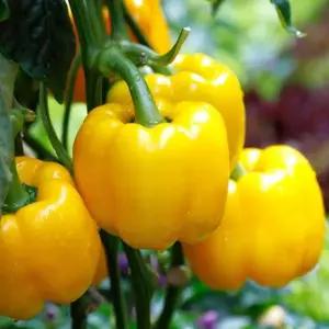 미니피망씨앗 식용미니피망종자 아골드씨앗 (WFKBY3Y)