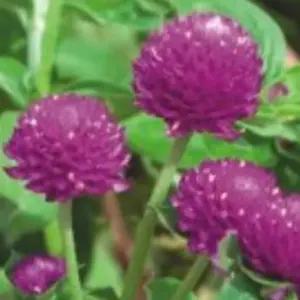 천일홍 퍼플 꽃 씨앗 야생화 꽃씨 종자 품종 1000립 종묘사 화씨 판매 야생