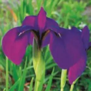 꽃창포 야생화 꽃씨 종자 맨틀 품종 씨앗 200립 정원꾸미기 화씨 종묘사