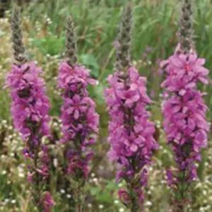 부처꽃 재래 씨앗 야생화 꽃씨 종자 품종 5만립화 화키우기 정원꾸미기 화씨 판매 종묘사