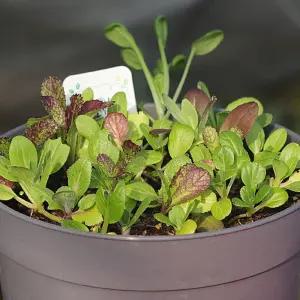 지렁이배양토 화분 모듬쌈채소 씨앗 비료 텃밭 세트사무실 소형 키우기쉬운식물 집들이선물 키우기 재배기