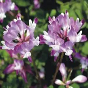 자운영 재래 씨앗 야생화 꽃씨 종자 품종 10000립 정원꾸미기 화씨 판매 종묘사