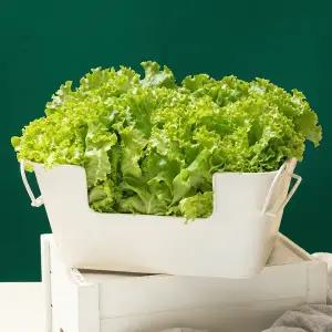 [내일도착] (기간행사) 당일수확 리브팜 프릴아이스 단일 품종 800g