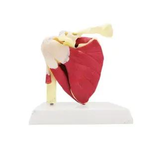 어깨 인대 골격 인체 모형 견갑골 해부학 관절