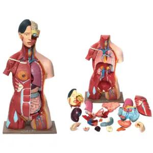 인체해부구조 탈부착 고무 인체 반신모형 A형 10kg 실험놀이 인체의신비