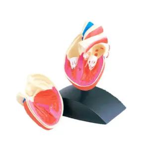 어린이 전무 과학실험교구 인체 심장모형 스스로과학 수업시간용 실험실습
