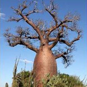 포니 바오밥 나무 씨앗 5립 /  바오바브 / 열대나무 종자 희귀씨앗