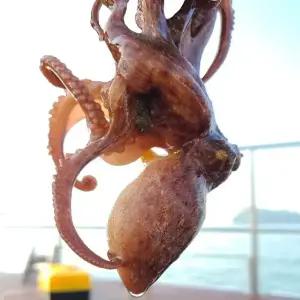 돌문어 / 남해안 삼천포 자연산 활 돌문어 1kg