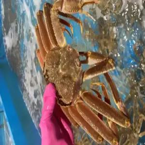 마가단 자숙 대게 3kg 2-3미 내외 러시아 박달 대게 대게찜 제철 별미 선물