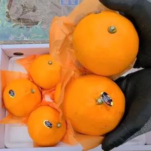 프리미엄 제주 명품 고당도 천혜향 3kg 5kg 선물용 가정용