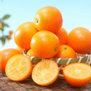 제철수확 제주 금귤 낑깡 특사이즈 1kg 2kg