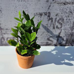 이랑 토분 금전수 - 돈나무 공기정화식물 부귀영화행운 집들이선물