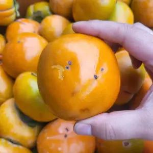 알뜰 국산 못난이 단 감 10kg 못난이감 부유 단감 흠과 차량 단감 한박스 서촌단감 맛있는단감 햇감 햇단감