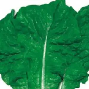 채소종자 청치마 야채씨앗 상추재배용씨앗 채소씨앗2000립 (WFJ70P5)