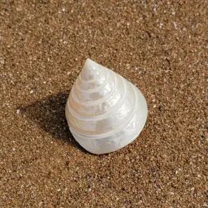 구피 물 고기 수족관 소라 어항 베타 바닥 재 거북이키우기 금붕어키우기 장식 물멍 용품 꾸미기