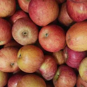 제철 사과 햇 꿀 경북 꼬마 한입사과 4kg