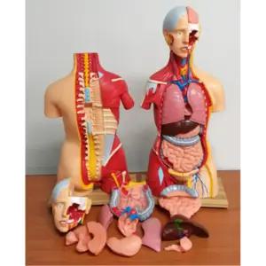 학교 과학 생물학 수업교구 인체모형 공인기관시험품 인체해부모형 의학교구