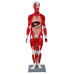 과학교구 자석 탈부착식 인체 전신모형 9part 131x50x25cm 과학교실 과학입문